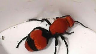 STUNG BY A COW KILLER  VELVET ANT (FOUR STINGS)