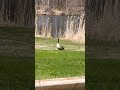 Mr.Goose chilling