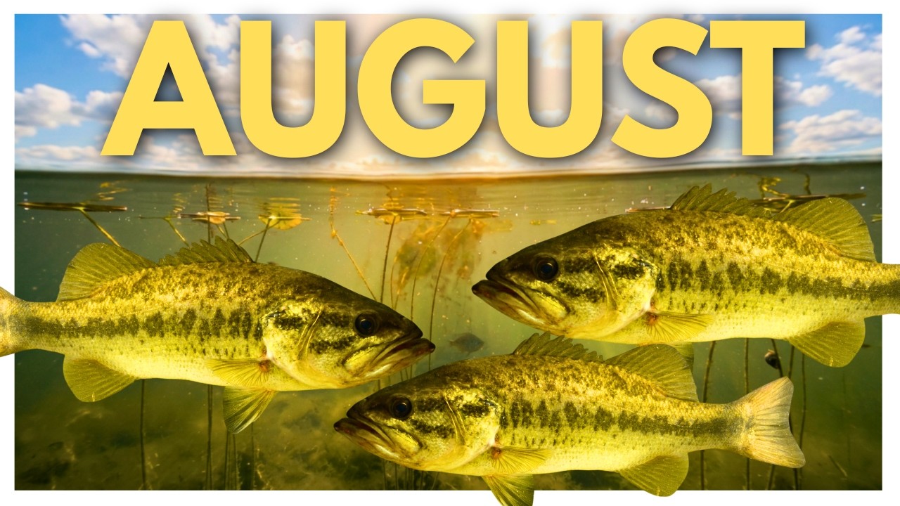 Why You Aren't Catching Bass In August (And How To Fix It)