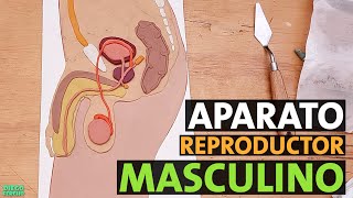 🟡 Cómo hacer el Aparato Reproductor Masculino con plastilina 🟡 by Papel & Lápiz Dibujos 1,448 views 2 weeks ago 8 minutes, 33 seconds