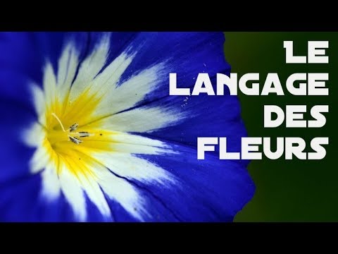 Vidéo: Comment Maîtriser Le Langage Des Fleurs