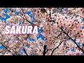 SAKURA Paradise in Japan | Cherry Blossom Viewing on Bicycle (POV)