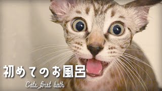 兄妹猫の初めてのお風呂 