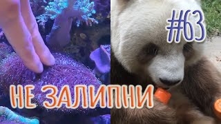 картинка: ЗАЛИПАТЕЛЬНЫЕ ВИДЕО ДЛЯ СНА ► РОЛИКИ ДЛЯ РЕЛАКСА СО ВСЕГО МИРА (АВГУСТ 2022) #63