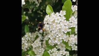 Шмели и Пчёлы. Цветы Пираканты Зелёная изгородь #природа #садоводство #спасибозавашилайки #подпишись