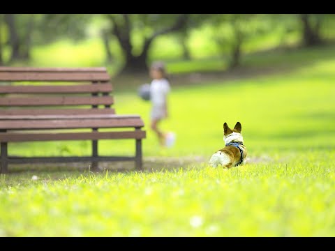 さだまさし さま　SUNDAY PARK