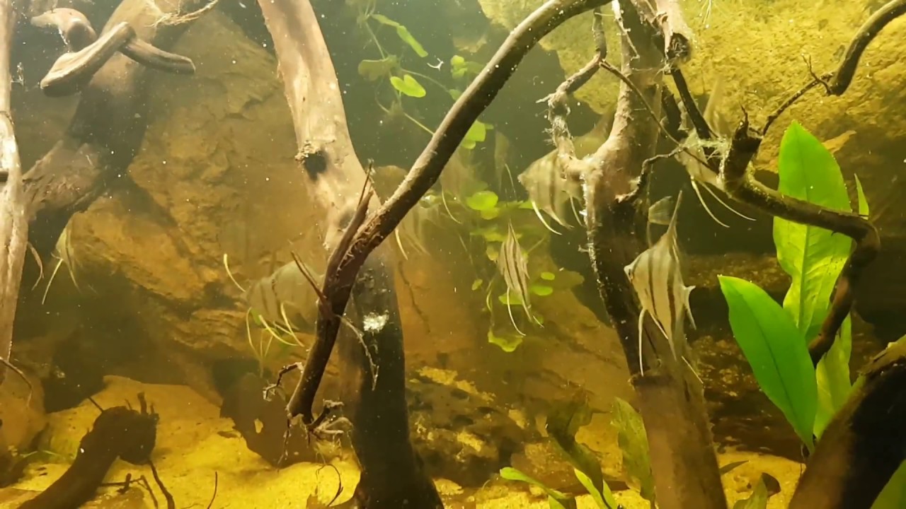 Pterophyllum sp. Santa Isabel