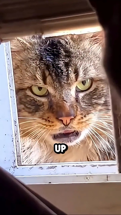Cats Do This??  #facts #animals #wildlife