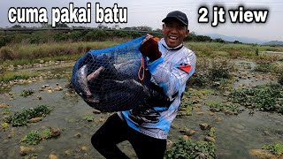 only using stones but the result is all the female tilapia are so strong that they can't even car...
