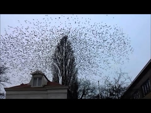 A Group of Birds Flying Away Simultaneously || ViralHog