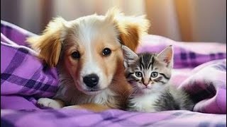 cute cat and dog video #cuteanimal #cutepet #leesha pal