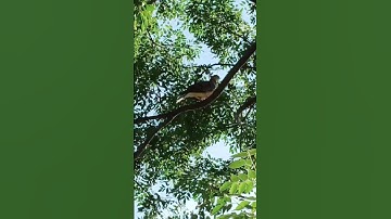 Bird in tree #asmr #amazing #cute #bird #shorts #video