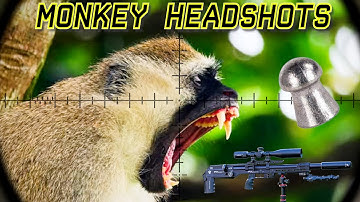 Headshot Monyet | FX Leopard | Pelet 18gr | Pengendalian Hama