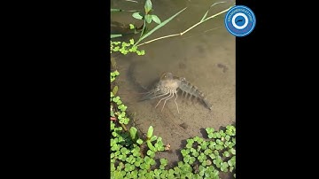 CẬN CẢNH TÔM CÀNG XANH LỘT VỎ