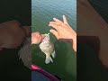This crappie was STILL trying to spawn! Wow! #crappiefishing #follow #shorts
