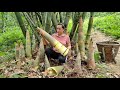 Harvesting giant bamboo shoots  preservation process  l th ca