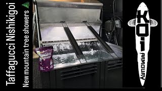 New mountain tree 🌲 products and tabasaba tank