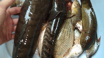 Kích Cá Vô Tình Bắt Được Cá Lốc Khủng