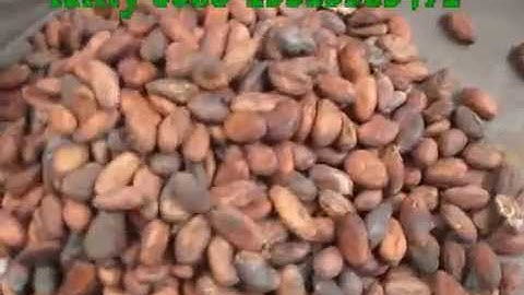 Cocoa beans sorting machine / peanut grading machine from kitty 0086 15515583491