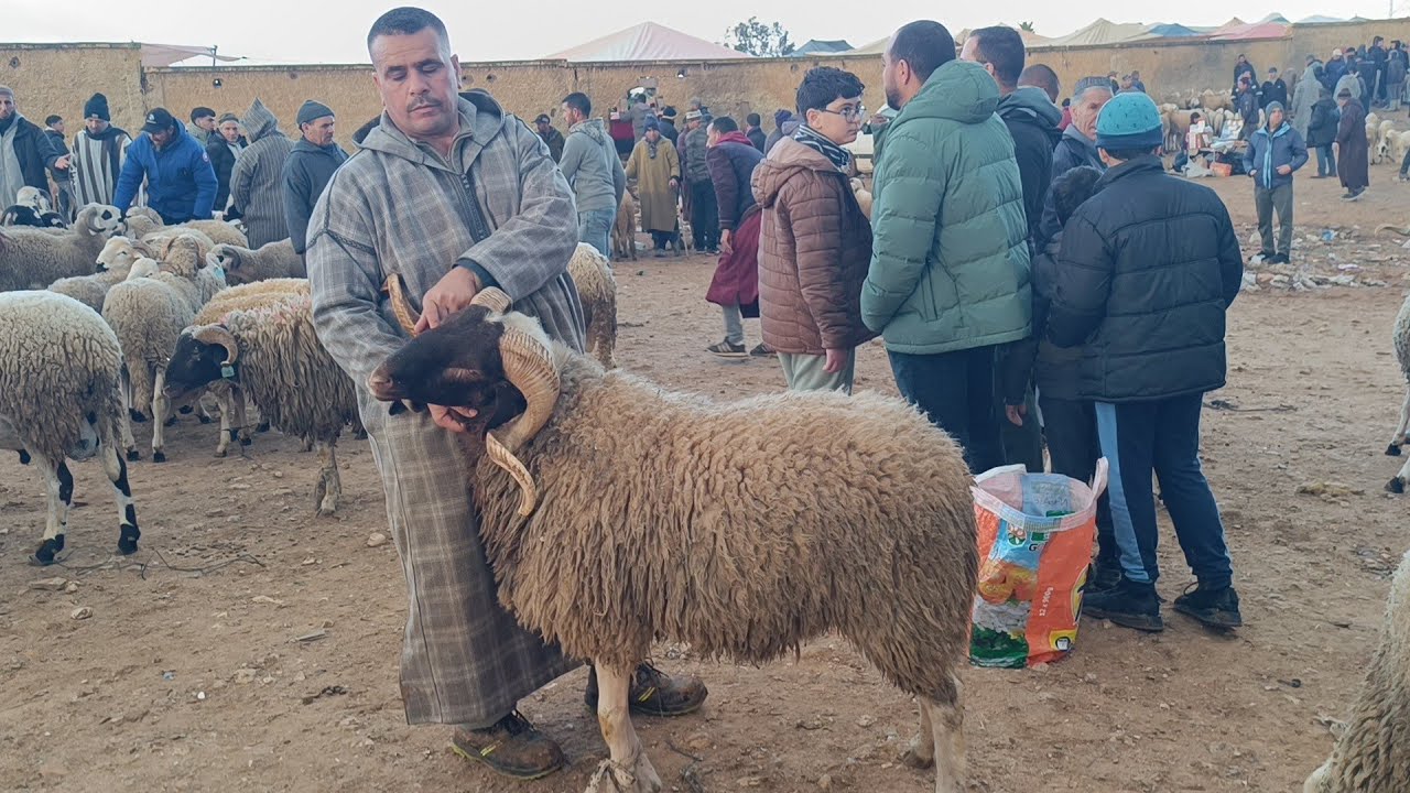 مباشرة من الخميس تاوجطات 29/1/2026 أثمنة الخروف الكسابي والحولي والنعجة والخروفة والماعز فرجة ممتعة 