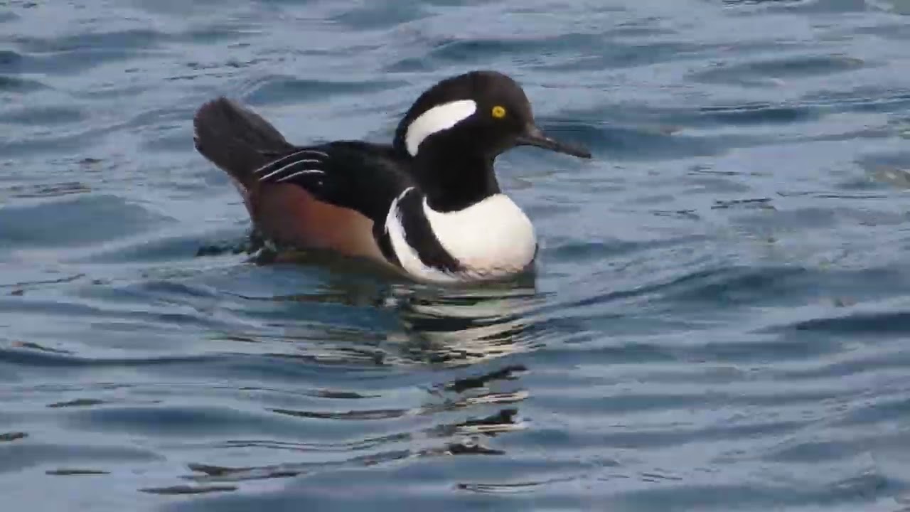 Hooded merganser pair at Point Hudson marina, Port Townsend