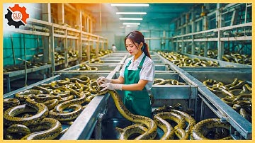 Food Industry Machines That Are At Another Level ▶87