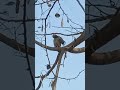 jungle Babbler sound #shorts #birds #birdphotography #nature #birdwatching #wildlifephotoghraphy
