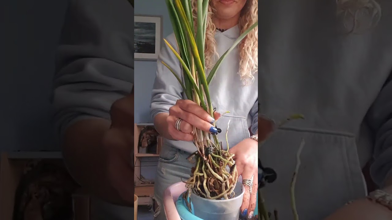 Parte 2: transplante delicado de brassavola amethystoglossa