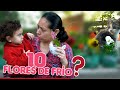 10 Flores de frío que te encantarán👩‍🌾🥶🌹🌷🌼😍