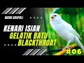 Masteran Kenari Isian Gelatik Batu Mix Blackthroat