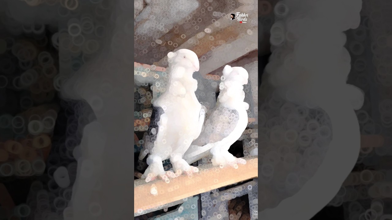 Satinette Pigeon Beautiful Pair 🕊️💜✔️   