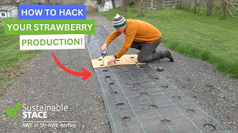How to Hack Your Strawberry Production!
