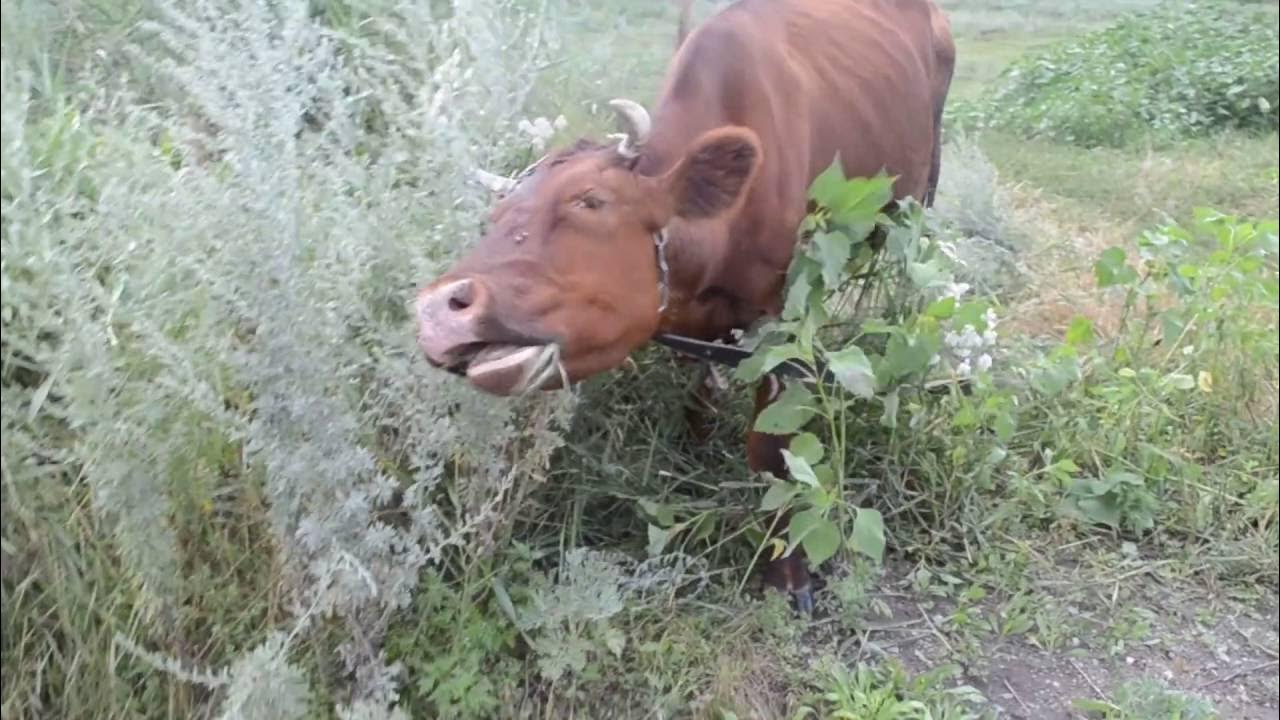 полынь корове. настойка полыни горькой. отравление животных корова. настойка чемерицы 100 мл. корова в кустах.