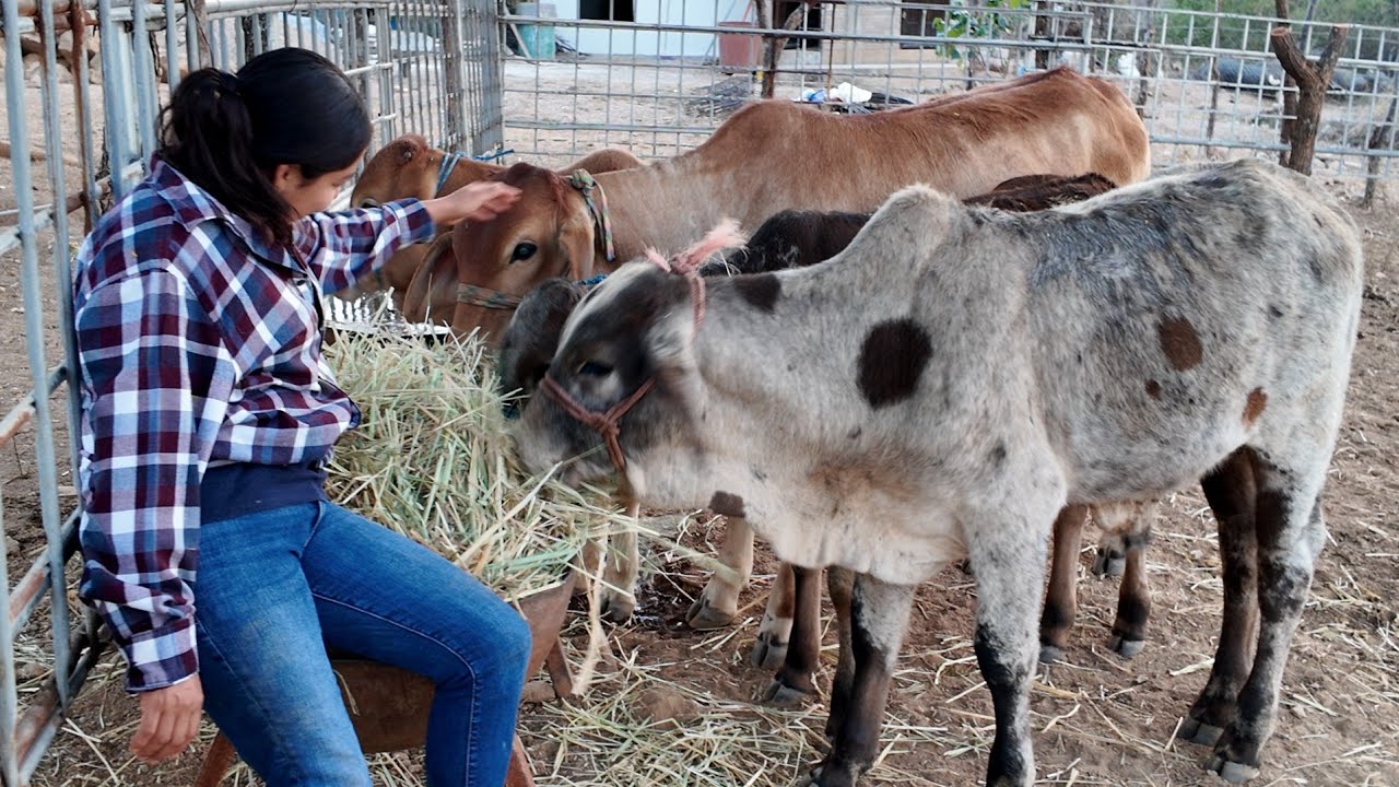 Alimentando a Los Becerros vida del Rancho