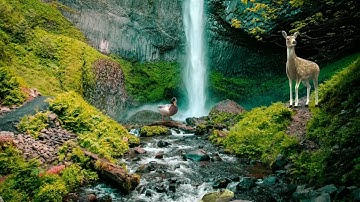 Nature _ No copyright background video | Infinite motion loop