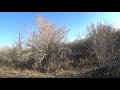 ОХОТА НА ФАЗАНА // HUNTING FOR PHEASANT #106