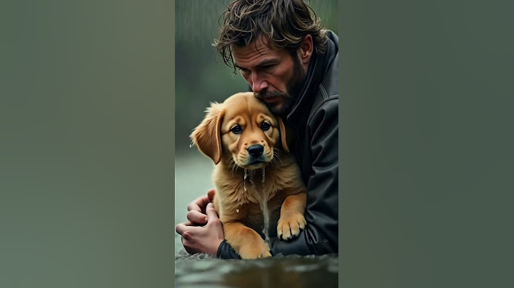 Kind Stranger Rescues Shivering Puppy from Terrifying Rainstorm 🌧🐶 | Heartwarming Rescue Story