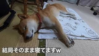 起こしたら足がピーンになった柴犬