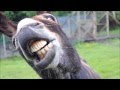 Smiling Donkey Smiling Donkey