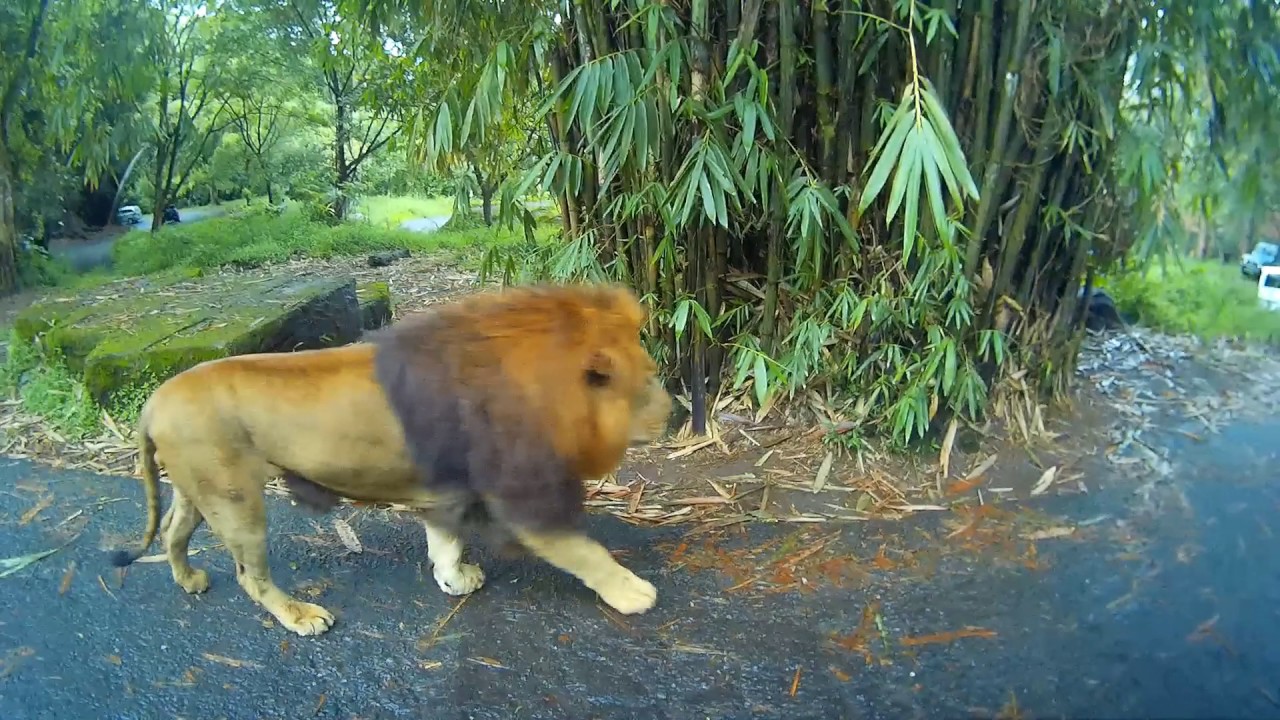 Durian Boys: Hakuna Matata in Bogor