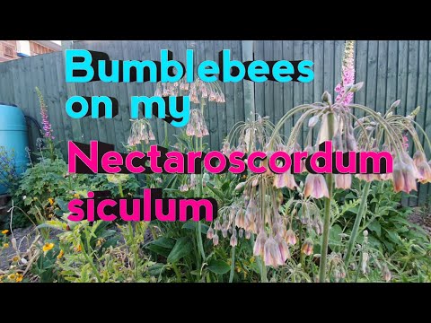 Video: Nectaroscordum լամպի խնամք. խորհուրդներ այգում մեղրաշուշաններ աճեցնելու համար