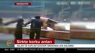 Sirkte aslan ve kaplan ata saldırdı