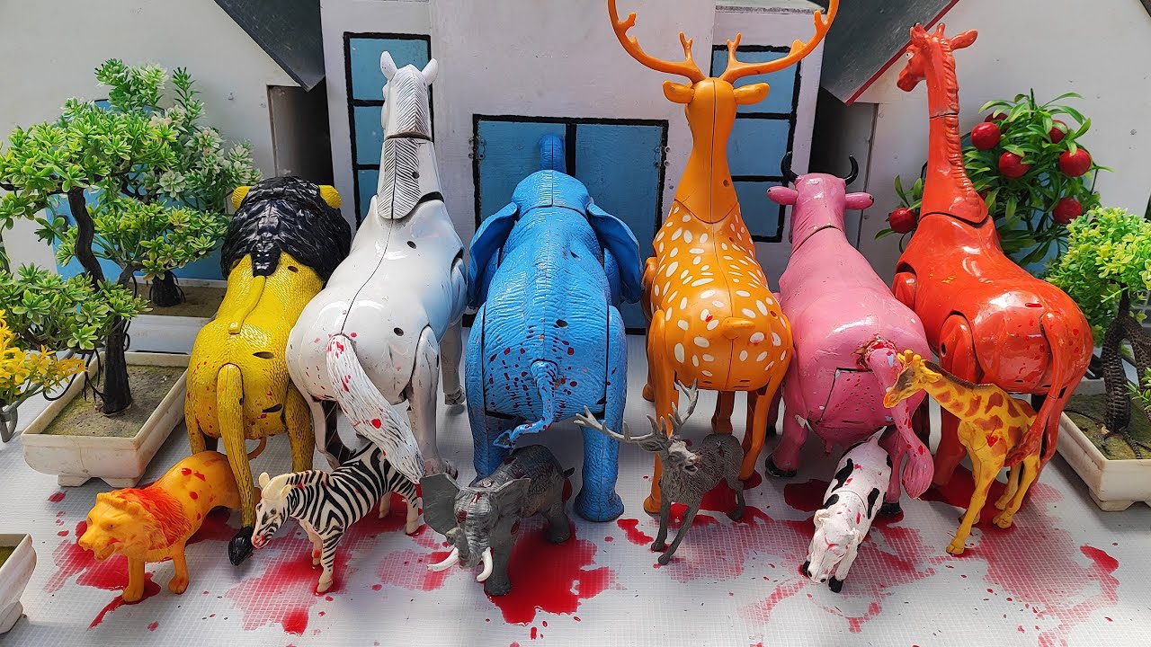 Sapi Lucu Melahirkan Cesar, Simulasi Potong Sapi Qurbani, Idul Idha.