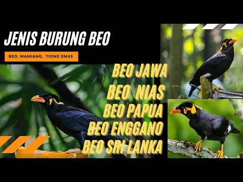 Video: Jenis burung beo: foto, nama. Bagaimana cara menentukan jenis burung beo?
