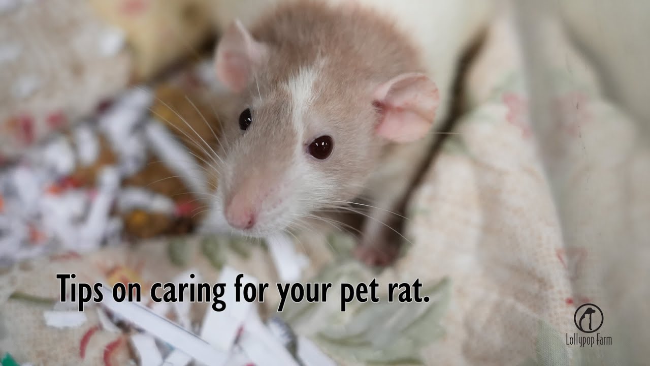 Tips On Caring For Your Pet Rat Youtube