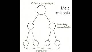 Male Meiosis Process Explained USMLE Step 1 High Yield Review Spermatogenesis Biology Medical Revew