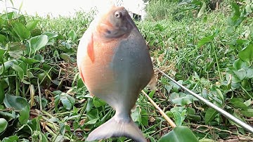 câu cá thiên nhiên cá chim khủng rô phi chúa rô đồng cụ cá dảnh mè vinh toàn có to không