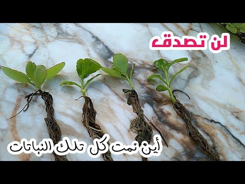 فيديو: كالاتيا زهرة صلاة