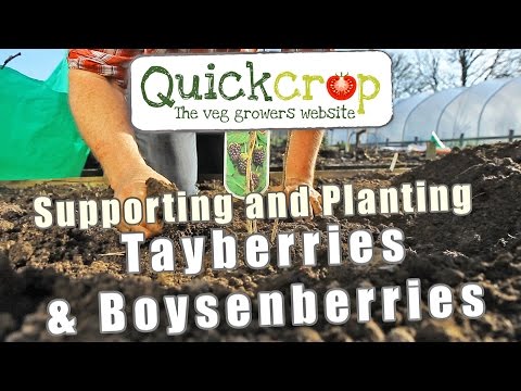 Video: Nasveti za uživanje boysenberries: kako uporabljati boysenberries z vrta