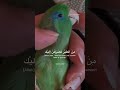 Ibrahim Asks Allah ق ال إ ب ر اه يم ر ب أ ر ن ي 